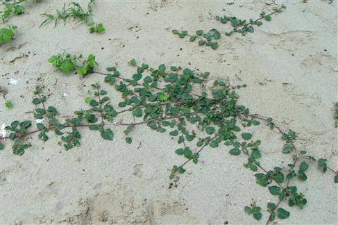 Boerhavia diffusa